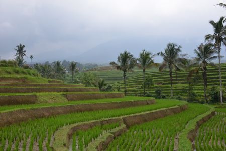 Bali - Jatiluwih.jpg