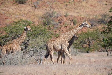 Namibia - Damaraland.jpg