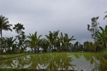 Java - Ijen Resort.jpg