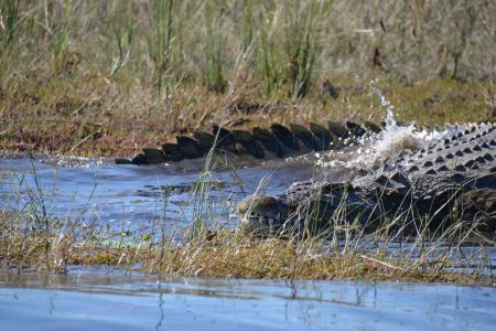 Botswana - Chobe 5.jpg