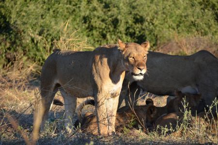 Botswana - Chobe 3.jpg