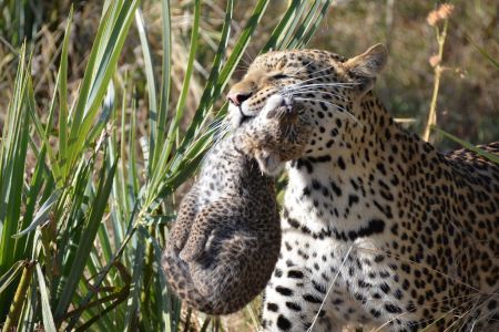 Botswana - Okavango 4.jpg