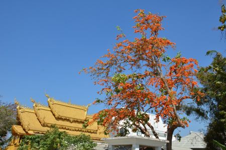 Thailand - Chiang Rai 2.jpg