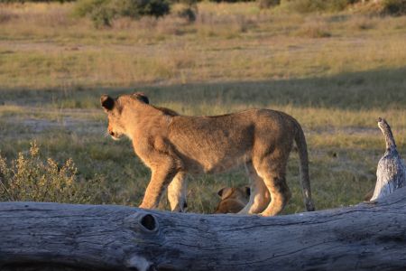 Botswana - Okavango 6.jpg