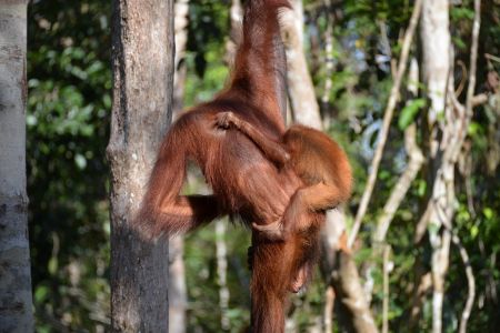 Borneo - Tanjung Puting NP 2.jpg