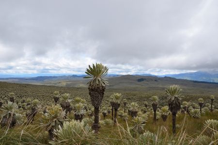 Ecuador - Paramo de El Angel.jpg