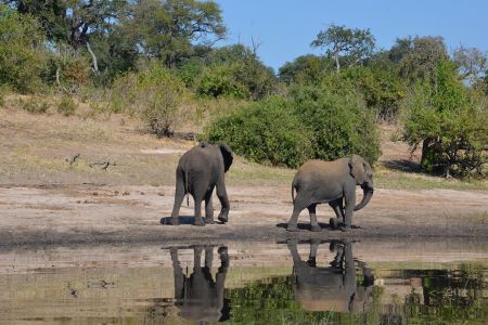 Botswana - Chobe 4.jpg