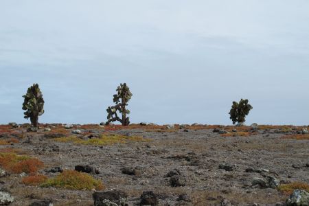 Ecuador - Galapagos 2.jpg