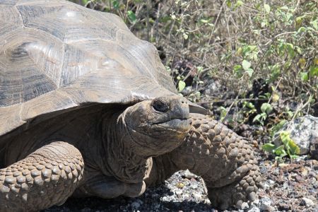 Ecuador - Galapagos 3.jpg