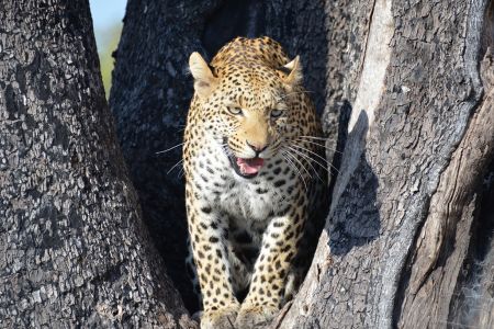 Botswana - Okavango 3.jpg