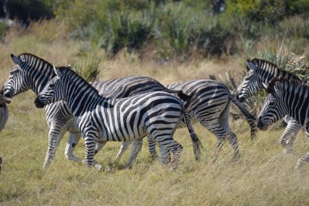 Botswana - Okavango 5.jpg