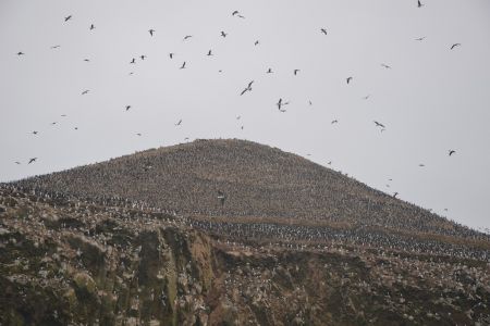 Peru - Islas Ballestas.jpg