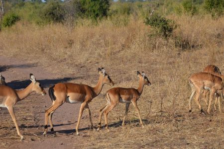 Botswana - Chobe 2.jpg