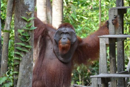 Borneo - Tanjung Puting NP.jpg