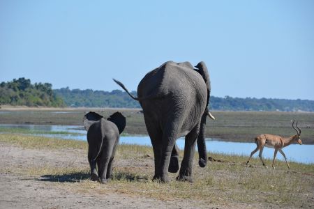 Botswana - Chobe 6.jpg