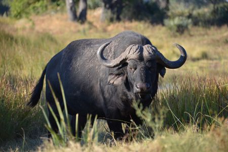 Botswana - Okavango.jpg