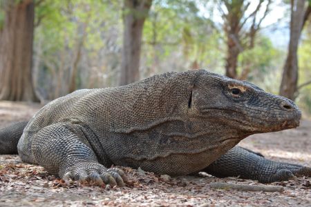 Komodo - Dragon.jpg