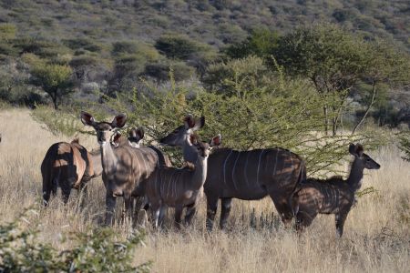 Namibia - Damaraland 2.jpg