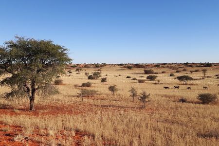 Namibia - Kalahari 2.jpg