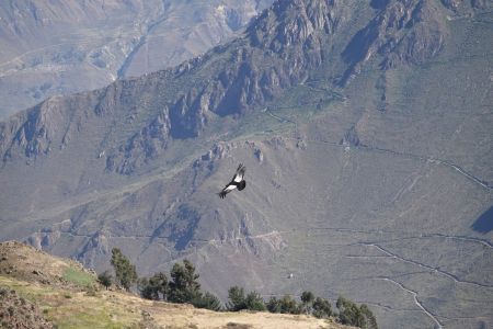 Colca5.jpg