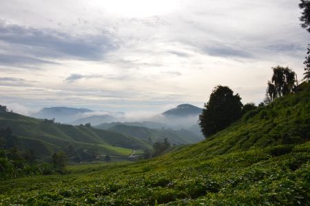 Cameron Highlands2.jpg