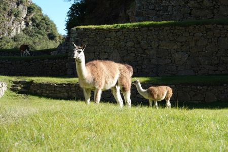 Machu Picchu4.jpg
