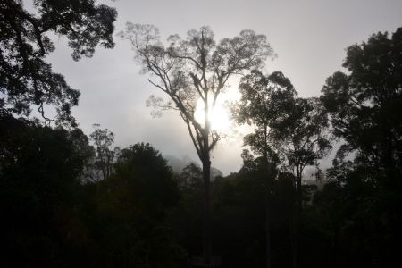 Danum Valley6.jpg