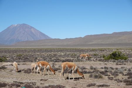 Colca2.jpg