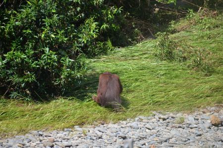 Danum Valley7.jpg