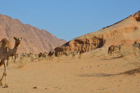 Jordan - Wadi Rum3.jpg