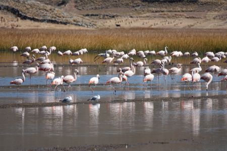Lago Titicaca2.jpg