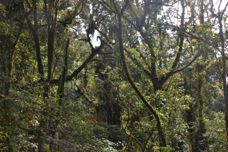 Cameron Highlands3.jpg