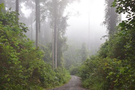 Danum Valley5.jpg